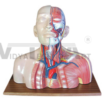 The model of head, cervix and thorax venous return